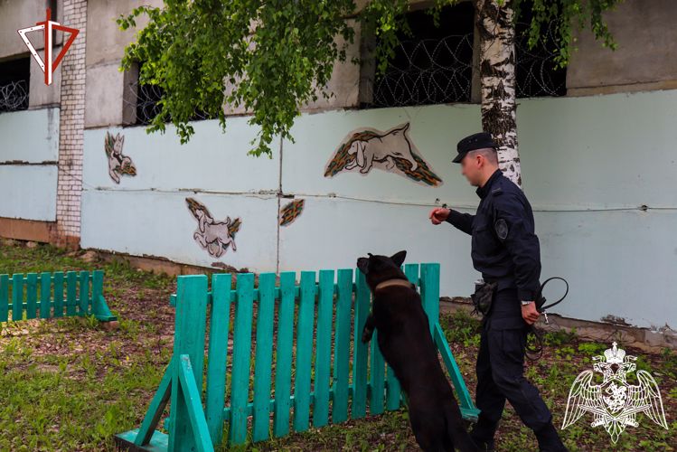 В Йошкар-Оле кинолог ОМОН «Таир» Росгвардии поделился с корреспондентом ИА SM-News секретами мастерства дрессировки собак особого назначения
