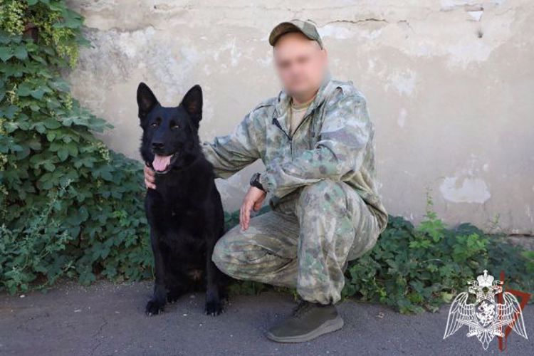 Ветеринары Росгвардии спасли раненую служебную собаку в ЛНР